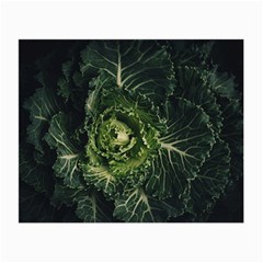 Plant Leaf Flower Green Produce Vegetable Botany Flora Cabbage Macro Photography Flowering Plant Small Glasses Cloth by Vaneshart