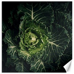 Plant Leaf Flower Green Produce Vegetable Botany Flora Cabbage Macro Photography Flowering Plant Canvas 16  X 16  by Vaneshart