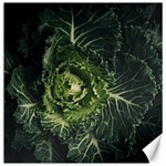 Plant Leaf Flower Green Produce Vegetable Botany Flora Cabbage Macro Photography Flowering Plant Canvas 16  x 16  15.2 x15.41  Canvas - 1