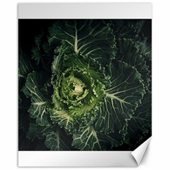 Plant Leaf Flower Green Produce Vegetable Botany Flora Cabbage Macro Photography Flowering Plant Canvas 16  X 20  by Vaneshart