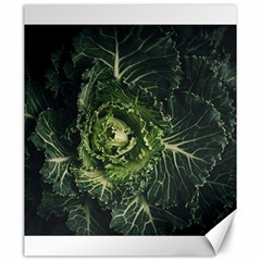 Plant Leaf Flower Green Produce Vegetable Botany Flora Cabbage Macro Photography Flowering Plant Canvas 20  X 24  by Vaneshart