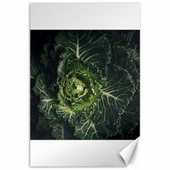 Plant Leaf Flower Green Produce Vegetable Botany Flora Cabbage Macro Photography Flowering Plant Canvas 24  X 36  by Vaneshart