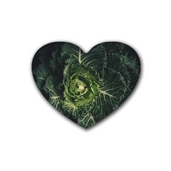 Plant Leaf Flower Green Produce Vegetable Botany Flora Cabbage Macro Photography Flowering Plant Rubber Coaster (heart)  by Vaneshart