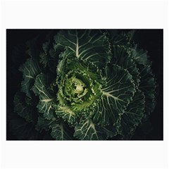 Plant Leaf Flower Green Produce Vegetable Botany Flora Cabbage Macro Photography Flowering Plant Large Glasses Cloth by Vaneshart