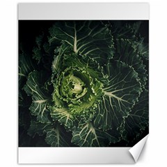 Plant Leaf Flower Green Produce Vegetable Botany Flora Cabbage Macro Photography Flowering Plant Canvas 11  X 14  by Vaneshart