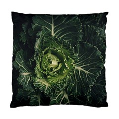 Plant Leaf Flower Green Produce Vegetable Botany Flora Cabbage Macro Photography Flowering Plant Standard Cushion Case (two Sides) by Vaneshart