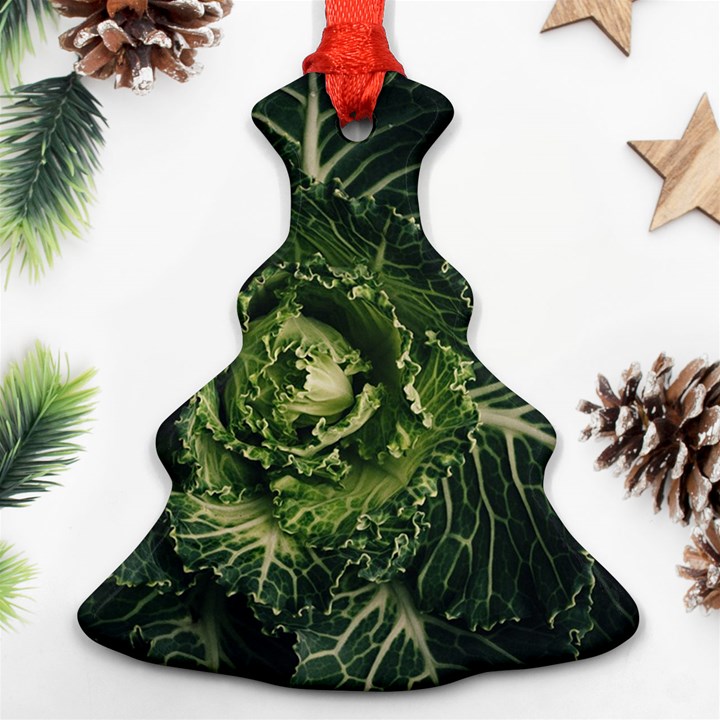 Plant Leaf Flower Green Produce Vegetable Botany Flora Cabbage Macro Photography Flowering Plant Ornament (Christmas Tree) 