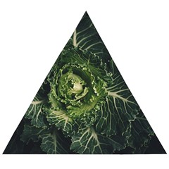 Plant Leaf Flower Green Produce Vegetable Botany Flora Cabbage Macro Photography Flowering Plant Wooden Puzzle Triangle by Vaneshart