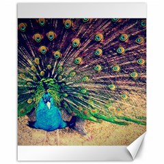 Bird Biology Fauna Material Chile Peacock Plumage Feathers Symmetry Vertebrate Peafowl Canvas 16  X 20  by Vaneshart