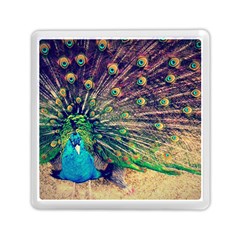 Bird Biology Fauna Material Chile Peacock Plumage Feathers Symmetry Vertebrate Peafowl Memory Card Reader (square) by Vaneshart