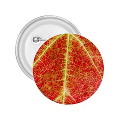 Plant Vineyard Wine Sunlight Texture Leaf Pattern Green Red Color Macro Autumn Circle Vein Sunny  2 25  Buttons by Vaneshart