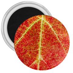 Plant Vineyard Wine Sunlight Texture Leaf Pattern Green Red Color Macro Autumn Circle Vein Sunny  3  Magnets by Vaneshart