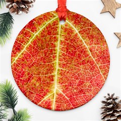 Plant Vineyard Wine Sunlight Texture Leaf Pattern Green Red Color Macro Autumn Circle Vein Sunny  Ornament (round) by Vaneshart