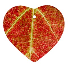 Plant Vineyard Wine Sunlight Texture Leaf Pattern Green Red Color Macro Autumn Circle Vein Sunny  Ornament (heart) by Vaneshart