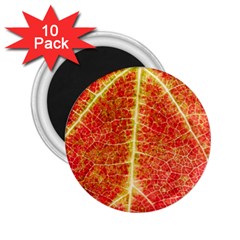 Plant Vineyard Wine Sunlight Texture Leaf Pattern Green Red Color Macro Autumn Circle Vein Sunny  2 25  Magnets (10 Pack)  by Vaneshart