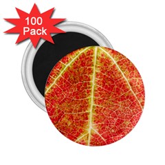 Plant Vineyard Wine Sunlight Texture Leaf Pattern Green Red Color Macro Autumn Circle Vein Sunny  2 25  Magnets (100 Pack)  by Vaneshart