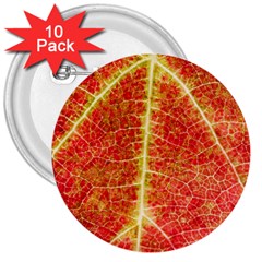 Plant Vineyard Wine Sunlight Texture Leaf Pattern Green Red Color Macro Autumn Circle Vein Sunny  3  Buttons (10 Pack)  by Vaneshart