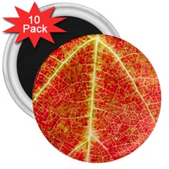 Plant Vineyard Wine Sunlight Texture Leaf Pattern Green Red Color Macro Autumn Circle Vein Sunny  3  Magnets (10 Pack)  by Vaneshart