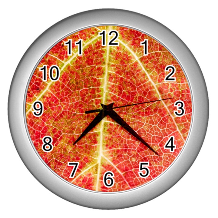 Plant Vineyard Wine Sunlight Texture Leaf Pattern Green Red Color Macro Autumn Circle Vein Sunny  Wall Clock (Silver)