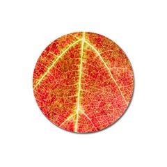 Plant Vineyard Wine Sunlight Texture Leaf Pattern Green Red Color Macro Autumn Circle Vein Sunny  Magnet 3  (round) by Vaneshart