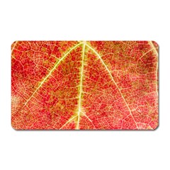 Plant Vineyard Wine Sunlight Texture Leaf Pattern Green Red Color Macro Autumn Circle Vein Sunny  Magnet (rectangular) by Vaneshart