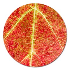 Plant Vineyard Wine Sunlight Texture Leaf Pattern Green Red Color Macro Autumn Circle Vein Sunny  Magnet 5  (round) by Vaneshart