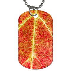 Plant Vineyard Wine Sunlight Texture Leaf Pattern Green Red Color Macro Autumn Circle Vein Sunny  Dog Tag (one Side) by Vaneshart