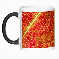 Plant Vineyard Wine Sunlight Texture Leaf Pattern Green Red Color Macro Autumn Circle Vein Sunny  Morph Mugs by Vaneshart