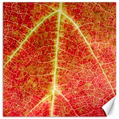 Plant Vineyard Wine Sunlight Texture Leaf Pattern Green Red Color Macro Autumn Circle Vein Sunny  Canvas 16  X 16  by Vaneshart