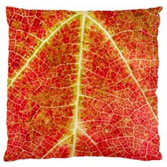 Plant Vineyard Wine Sunlight Texture Leaf Pattern Green Red Color Macro Autumn Circle Vein Sunny  Large Cushion Case (one Side) by Vaneshart