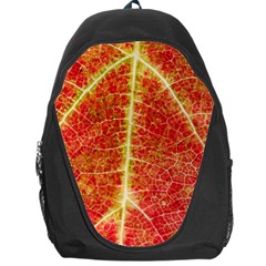 Plant Vineyard Wine Sunlight Texture Leaf Pattern Green Red Color Macro Autumn Circle Vein Sunny  Backpack Bag by Vaneshart