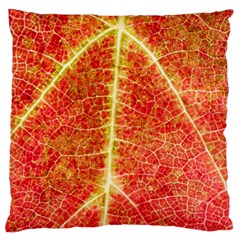 Plant Vineyard Wine Sunlight Texture Leaf Pattern Green Red Color Macro Autumn Circle Vein Sunny  Standard Flano Cushion Case (one Side) by Vaneshart