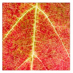 Plant Vineyard Wine Sunlight Texture Leaf Pattern Green Red Color Macro Autumn Circle Vein Sunny  Large Satin Scarf (square) by Vaneshart