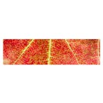 Plant Vineyard Wine Sunlight Texture Leaf Pattern Green Red Color Macro Autumn Circle Vein Sunny  Satin Scarf (Oblong) Front