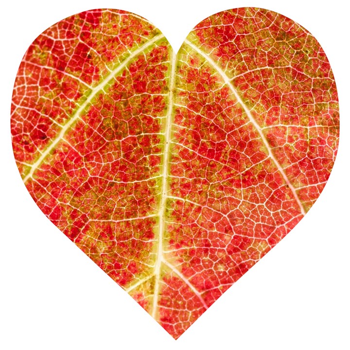 Plant Vineyard Wine Sunlight Texture Leaf Pattern Green Red Color Macro Autumn Circle Vein Sunny  Wooden Puzzle Heart