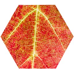 Plant Vineyard Wine Sunlight Texture Leaf Pattern Green Red Color Macro Autumn Circle Vein Sunny  Wooden Puzzle Hexagon by Vaneshart