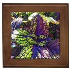 Dark Coleus Framed Tile by Riverwoman