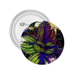 Dark Coleus 2 25  Buttons by Riverwoman