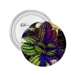 Dark coleus 2.25  Buttons Front