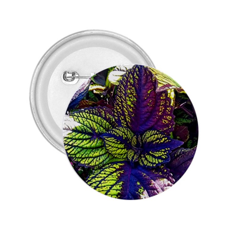 Dark coleus 2.25  Buttons