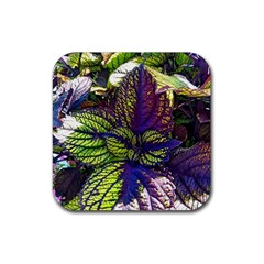 Dark Coleus Rubber Coaster (square)  by Riverwoman