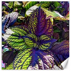 Dark Coleus Canvas 16  X 16  by Riverwoman