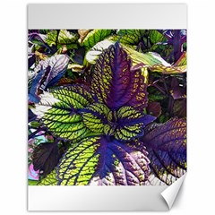 Dark Coleus Canvas 18  X 24  by Riverwoman