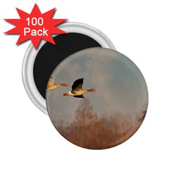 Goose 4002044 960 720 2 25  Magnets (100 Pack)  by vintage2030