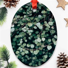 Plant 690078 960 720 Ornament (oval)