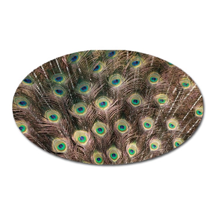 Bird 4099645 960 720 Oval Magnet