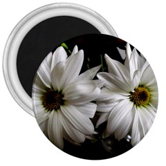 Daisies 3  Magnets by bestdesignintheworld