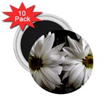 Daisies 2.25  Magnets (10 pack)  Front