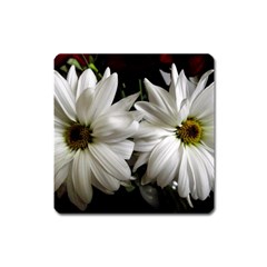 Daisies Square Magnet by bestdesignintheworld