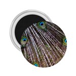 Peacock Feathers Pattern Colorful 2.25  Magnets Front